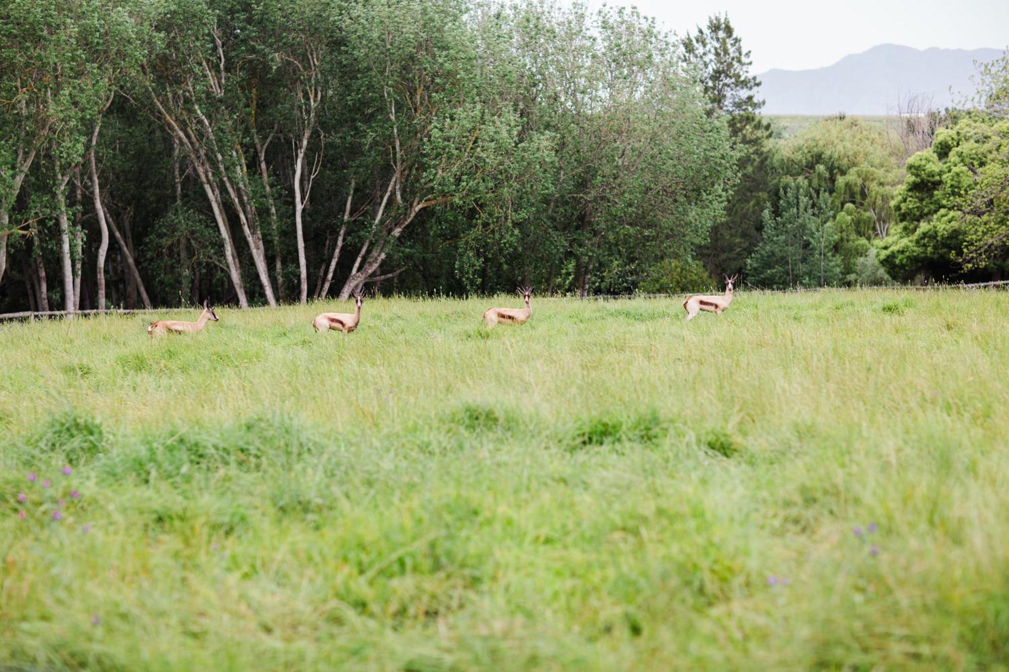 Bed and Breakfast Marshden Estate Stellenbosch Exteriér fotografie